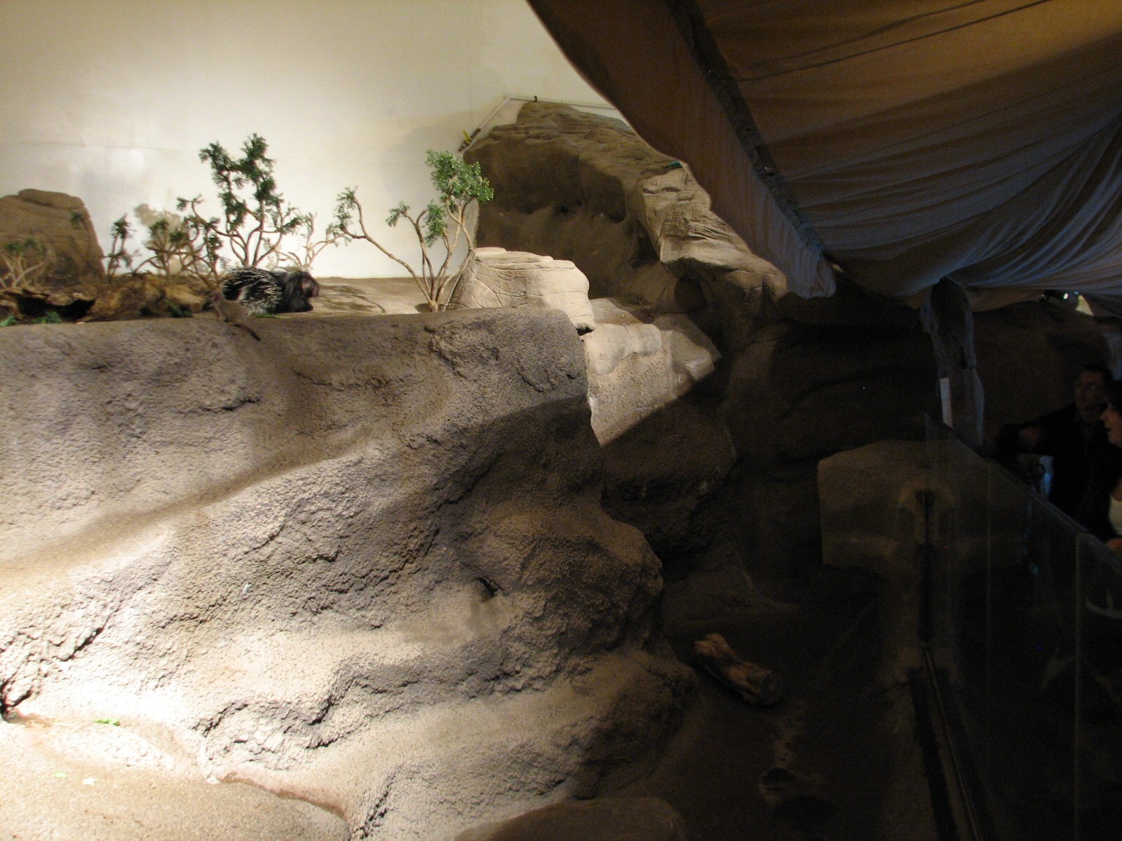 The Fragile Desert - Meerkat and African Crested Porcupine Exhibit