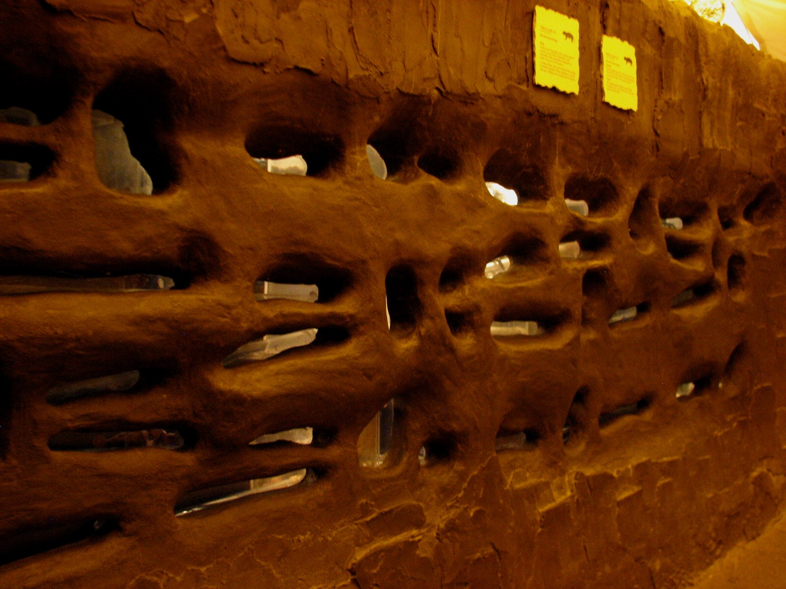 The Fragile Desert - Naked Mole Rat Exhibit