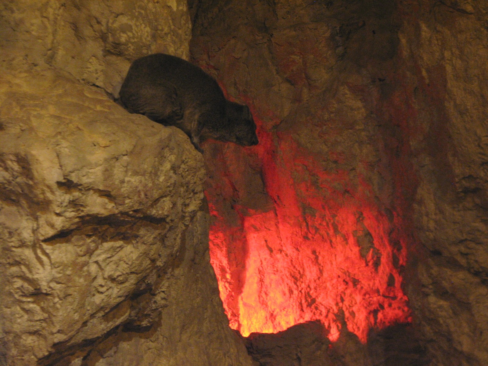 The Fragile Desert - Rock Hyrax Exhibit