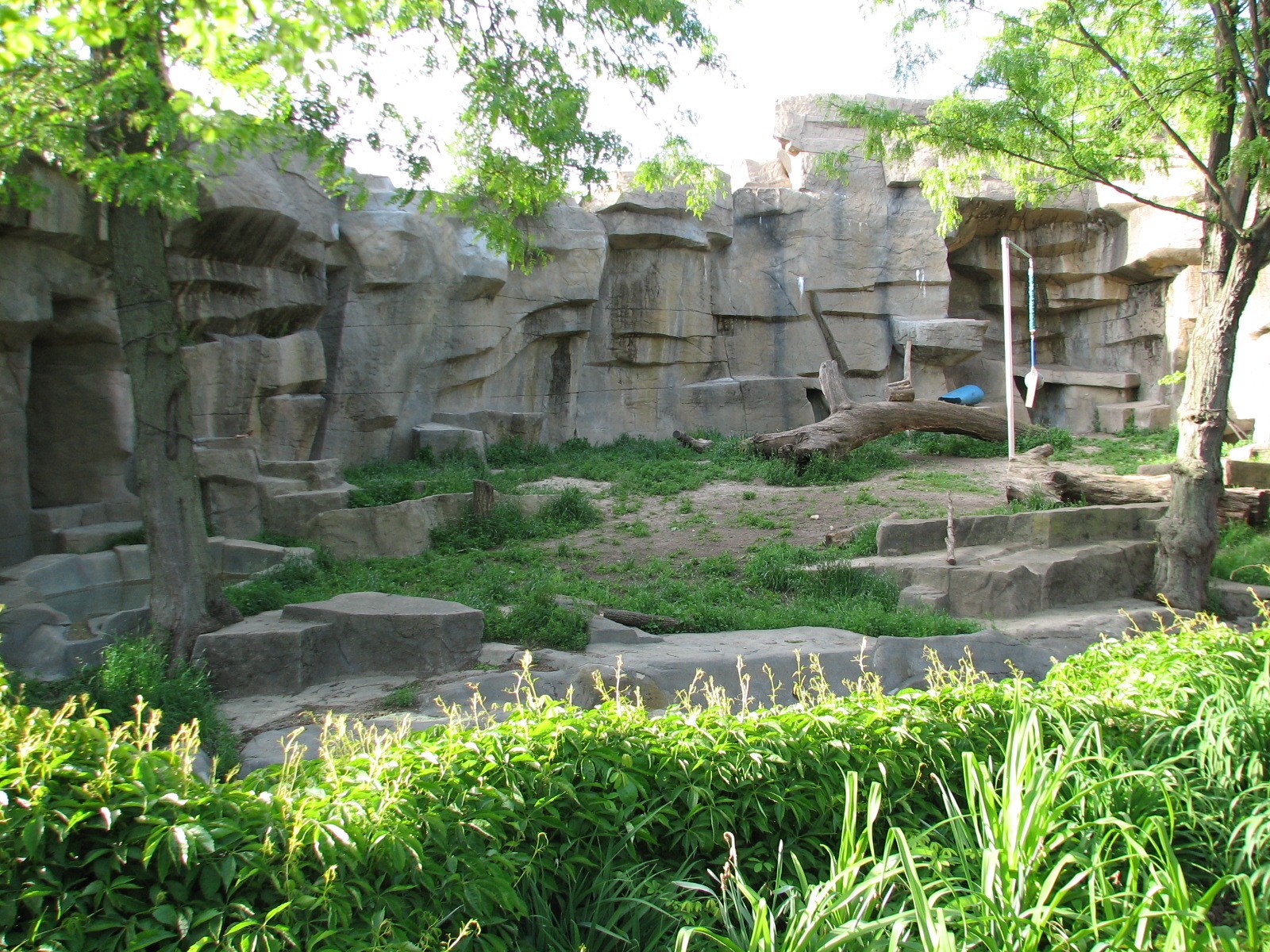 The Fragile Hunters - African Lion Exhibit