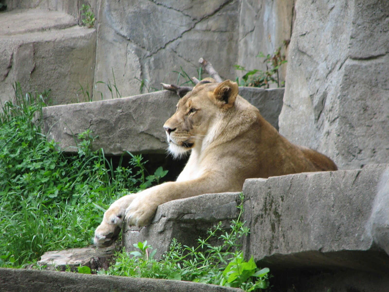 The Fragile Hunters - African Lion