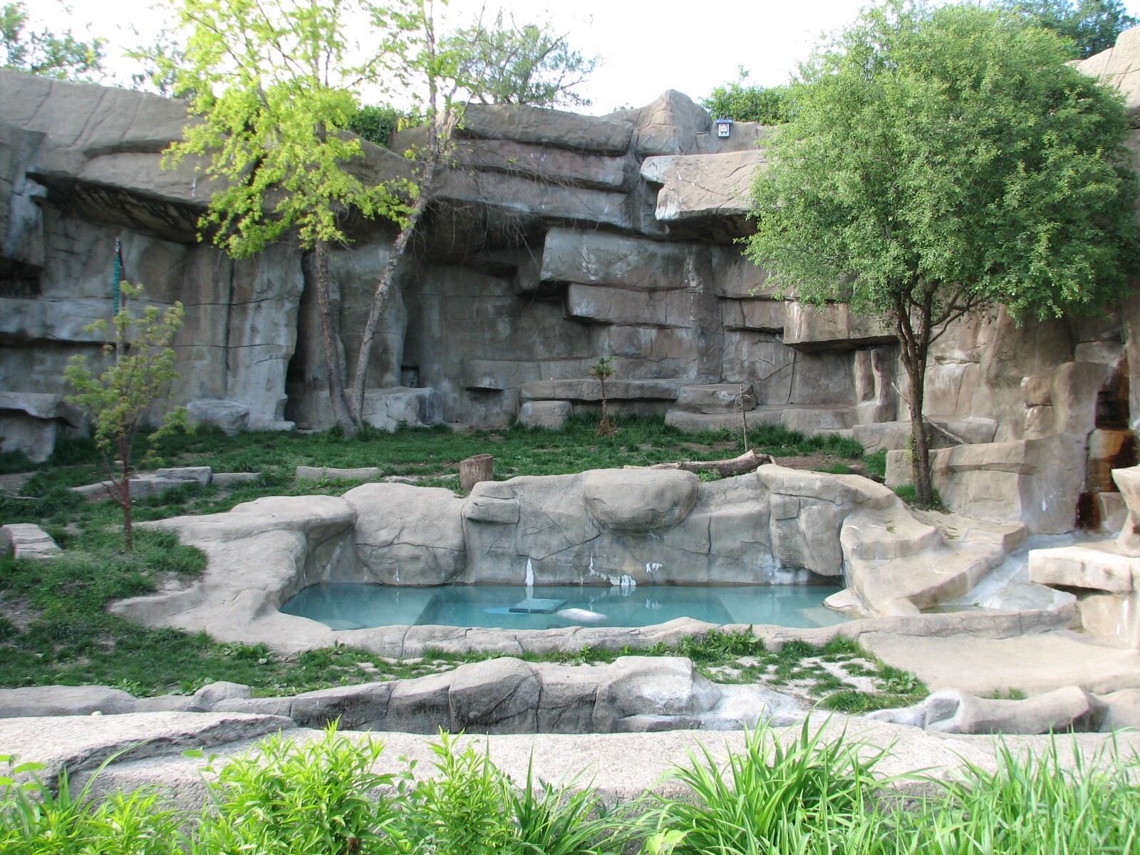 The Fragile Hunters - Amur Tiger Exhibit