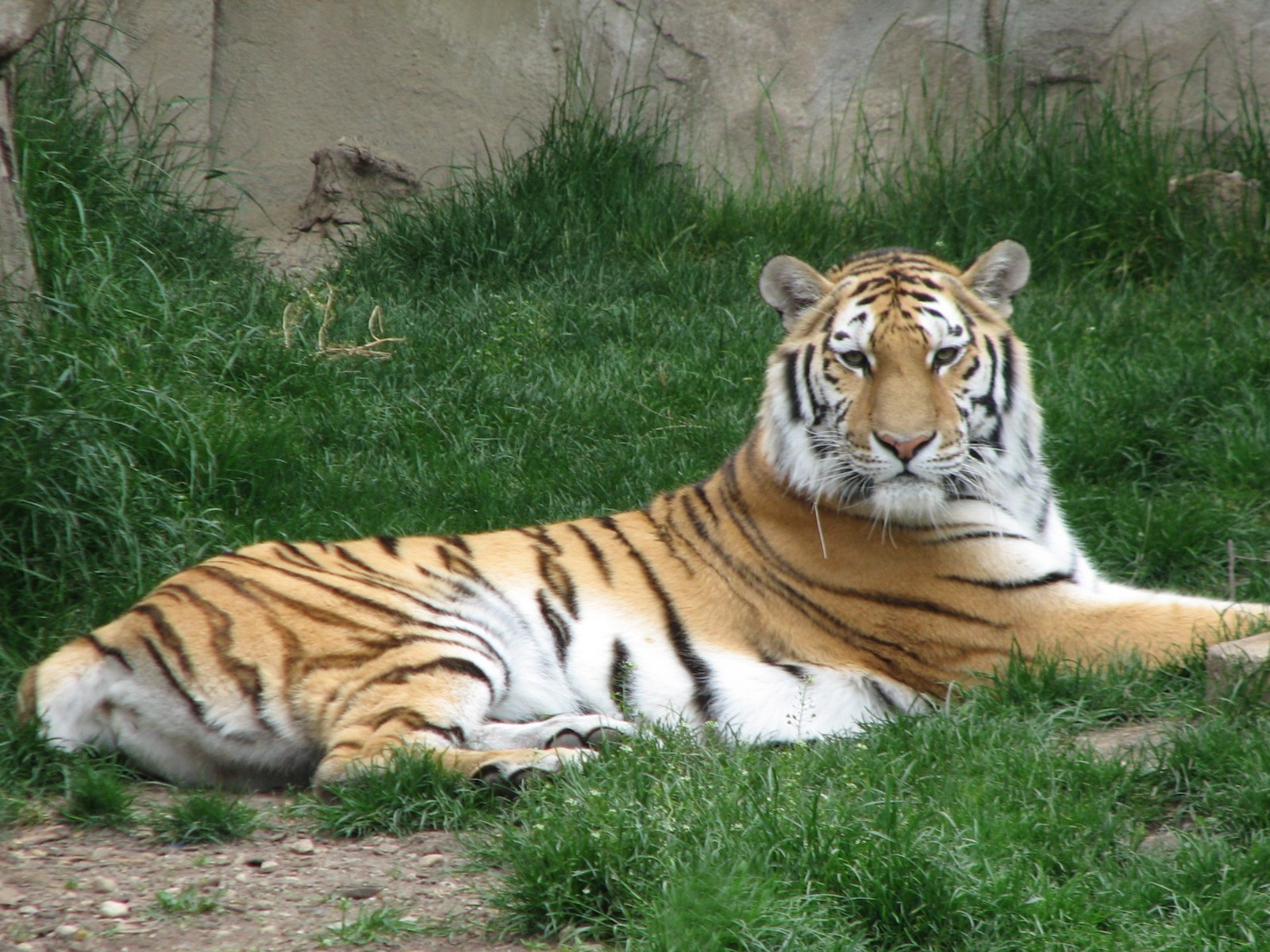 The Fragile Hunters - Amur Tiger