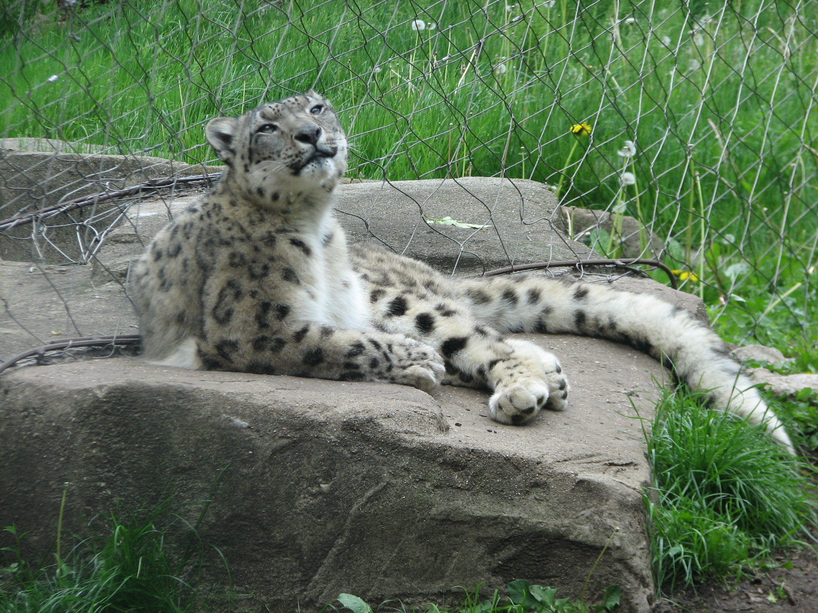 The Fragile Hunters - Snow Leopard