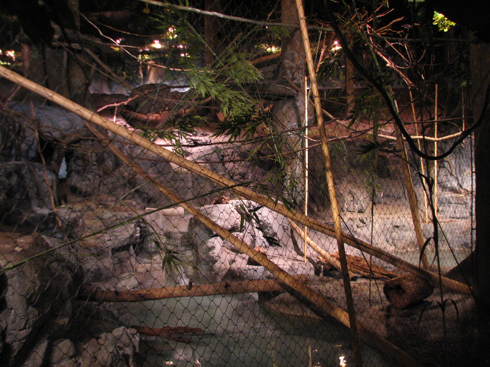 The Fragile Rain Forest - Binturong, Prevosts Squirrel, and Asian Small-cla