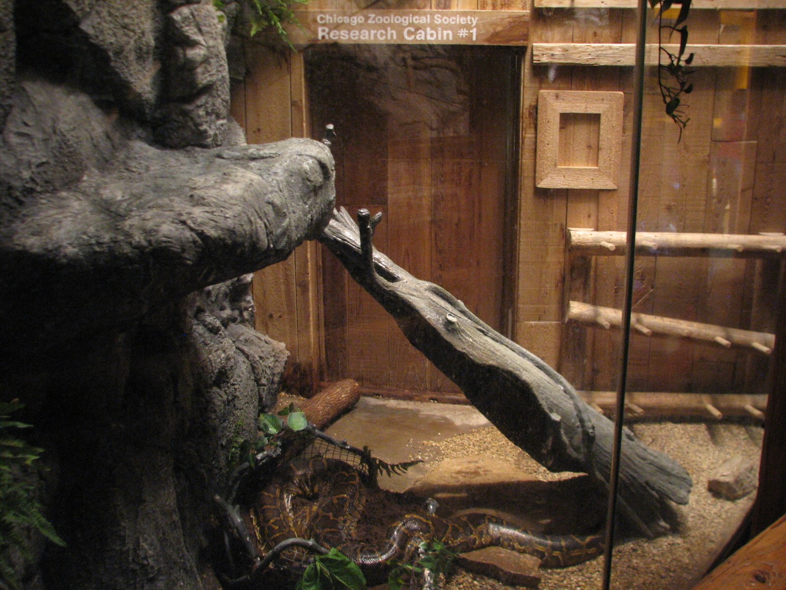 The Fragile Rain Forest - Burmese Python Exhibit