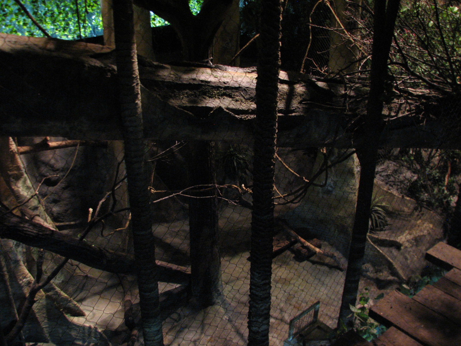 The Fragile Rain Forest - Clouded Leopard Exhibit