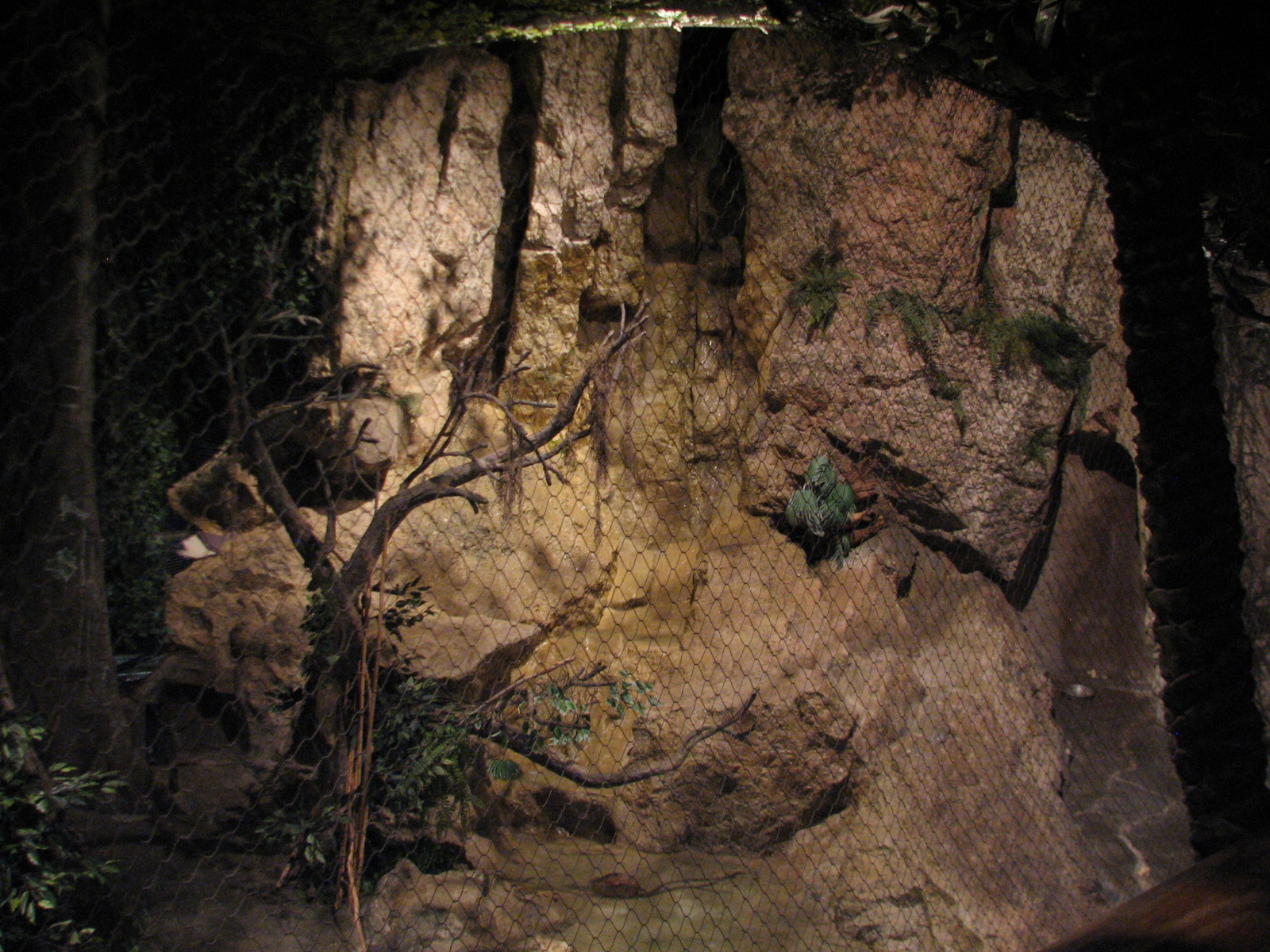 The Fragile Rain Forest - Fishing Cat Exhibit