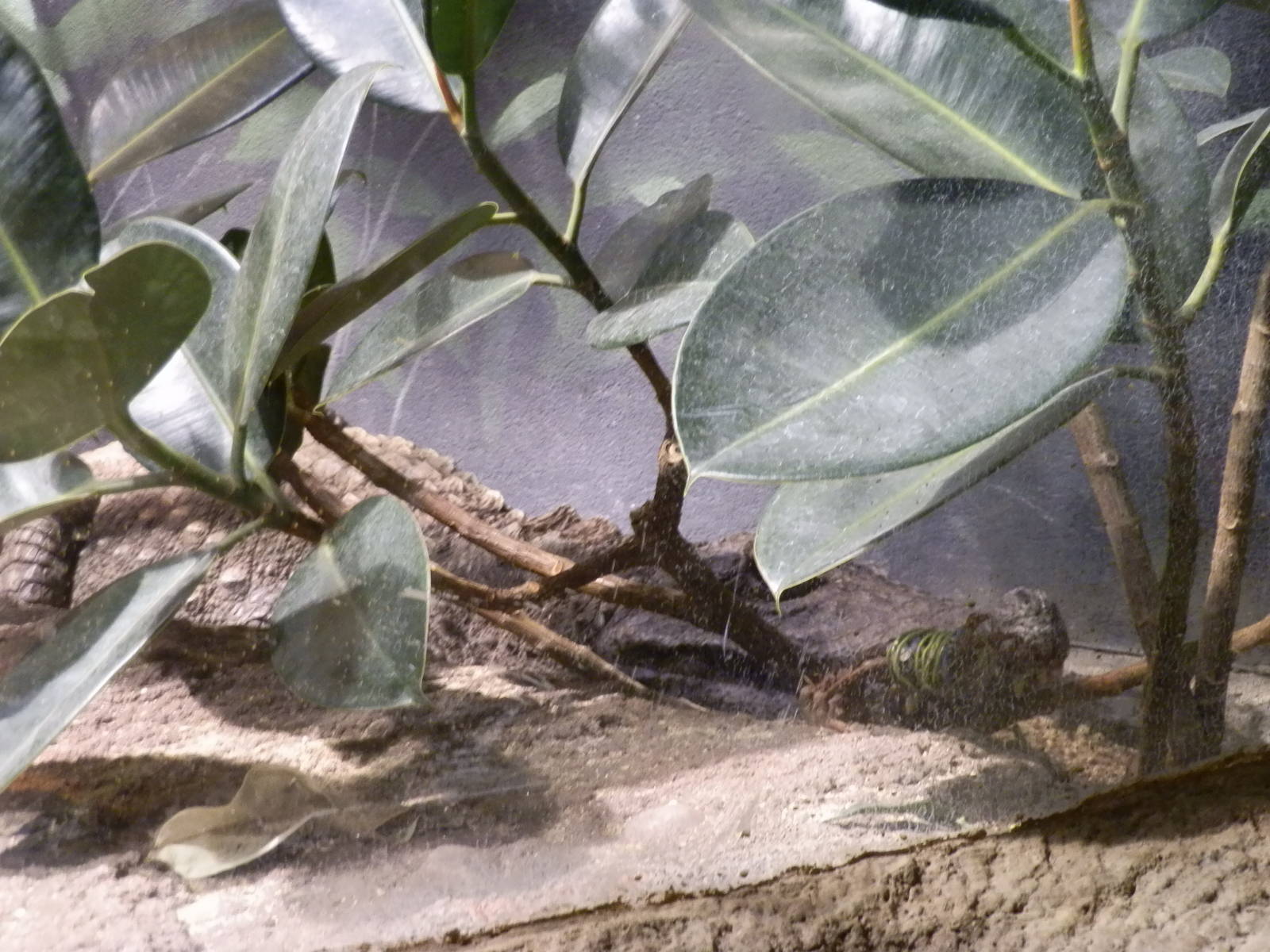 The Fragile Rain Forest- VERY Well Camouflaged Alligator
