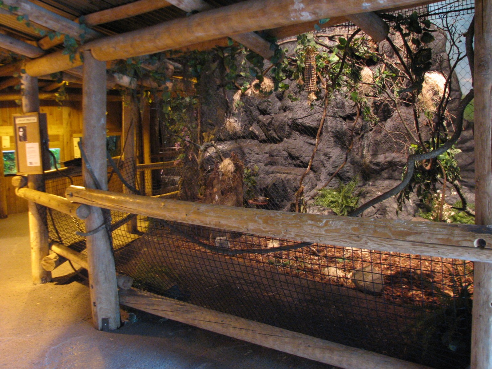The Fragile Rain Forest - White-crested Laughing Thrush Exhibit