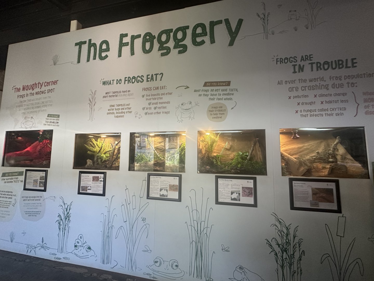 The froggery wall