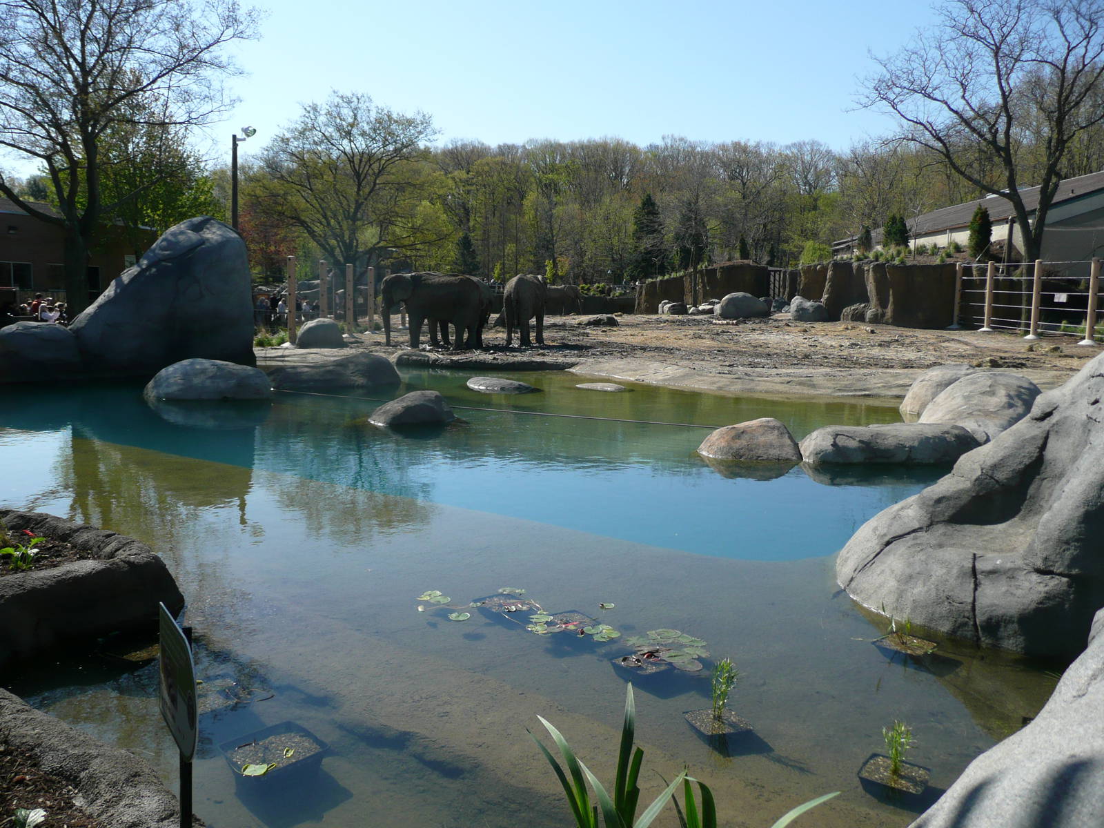 The front pool of African Elephant Crossing #2
