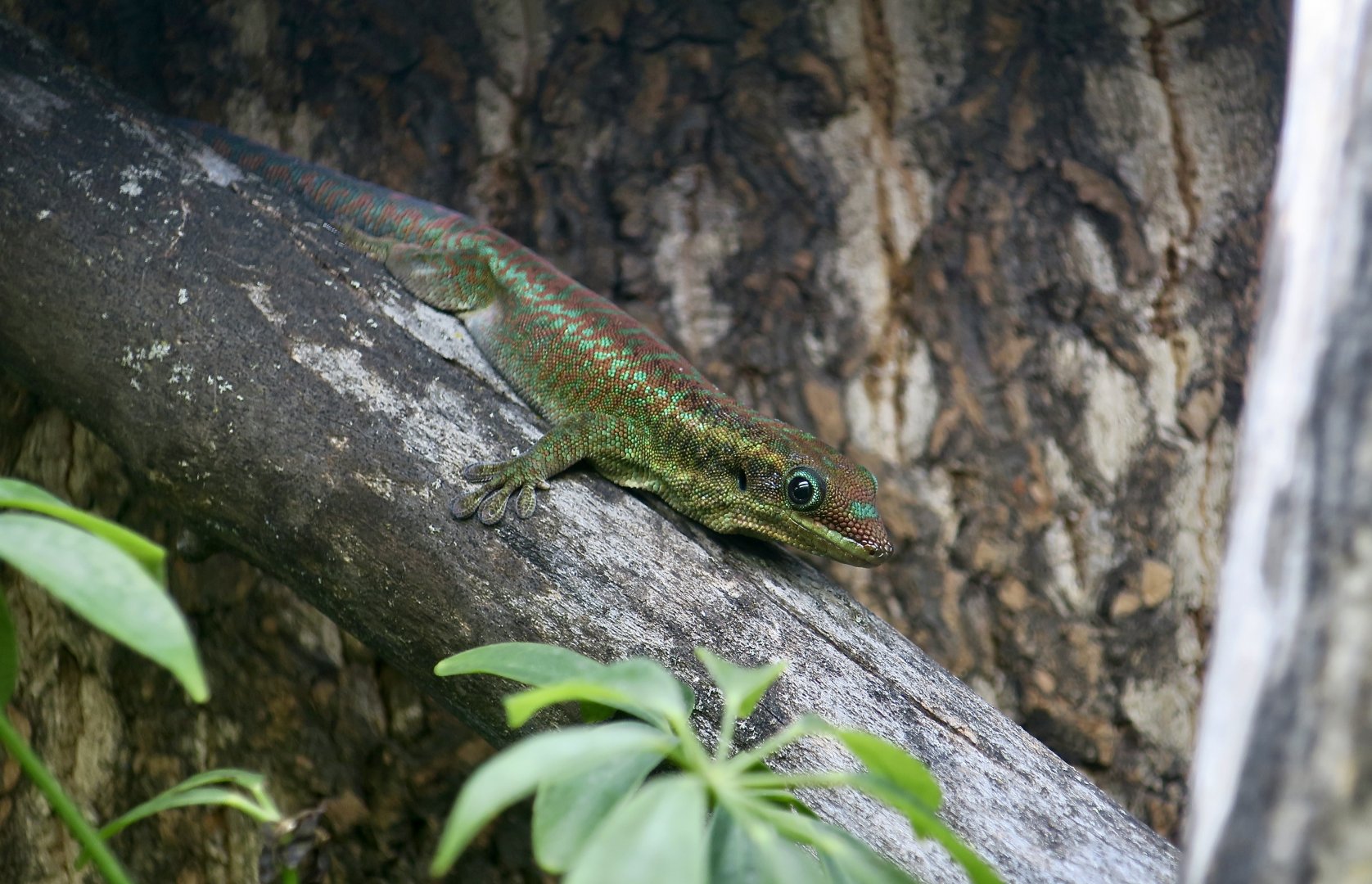 The Gecko Gallery - Agaléga Day Gecko (Phelsuma borbonica agalegae)