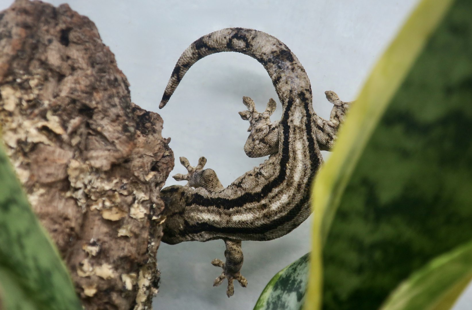 The Gecko Gallery - Arnold's Velvet Gecko (Homopholis arnoldi)