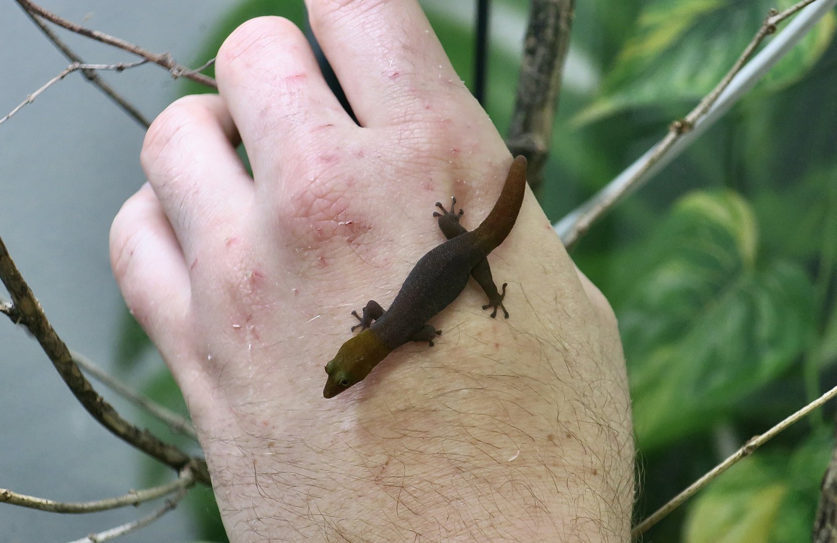 The Gecko Gallery - Barbour's Least Gecko (Sphaerodactylus torrei) male