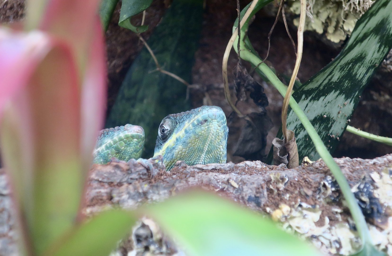 The Gecko Gallery - Blue Beauty Knight Anole (Anolis equestris potior)