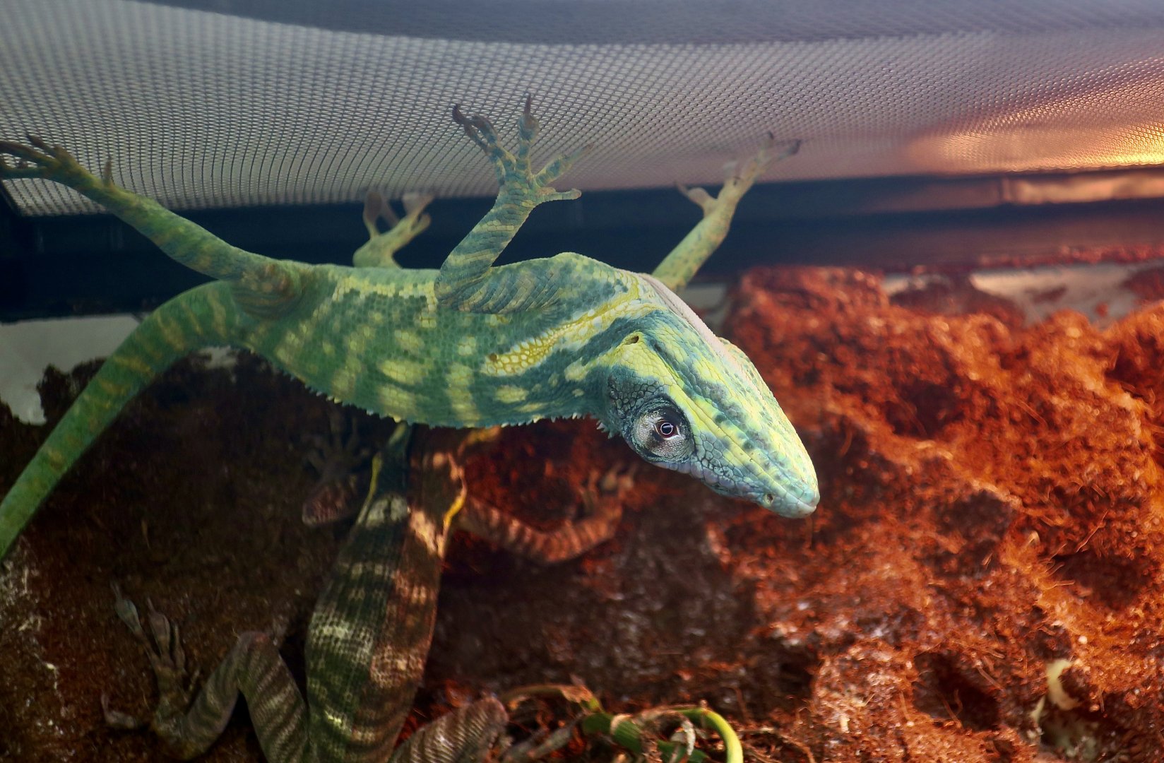 The Gecko Gallery - Blue Beauty Knight Anole (Anolis equestris potior)