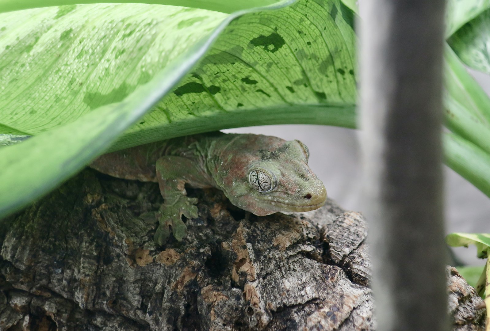 The Gecko Gallery - Chahoua Gecko (Mniarogekko chahoua)