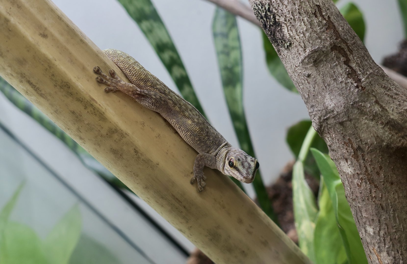 The Gecko Gallery - Cheke's Day Gecko (Phelsuma abbotti chekei)
