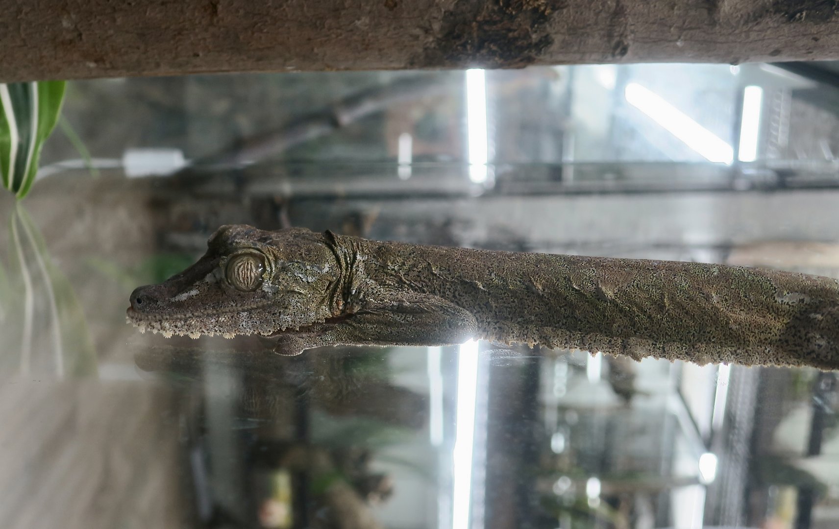 The Gecko Gallery - Common Flat-Tail Gecko (Uroplatus fimbriatus)