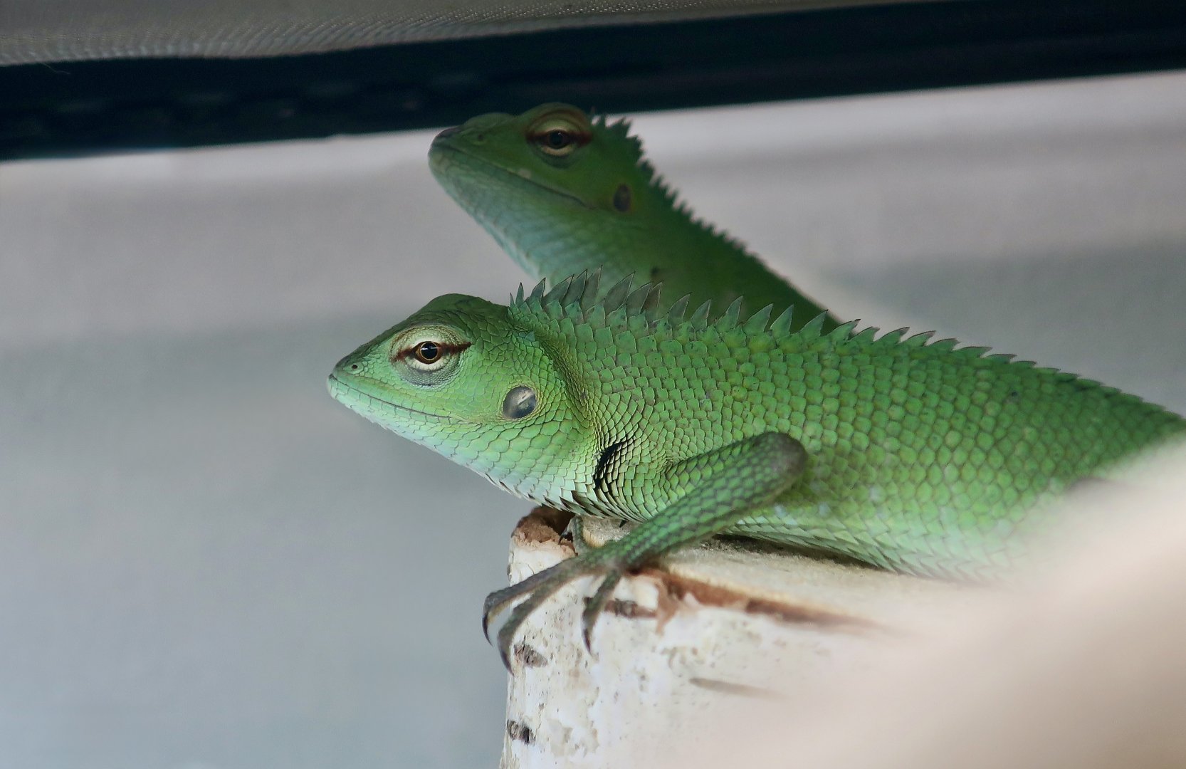 The Gecko Gallery - Common Green Forest Lizard (Calotes calotes)