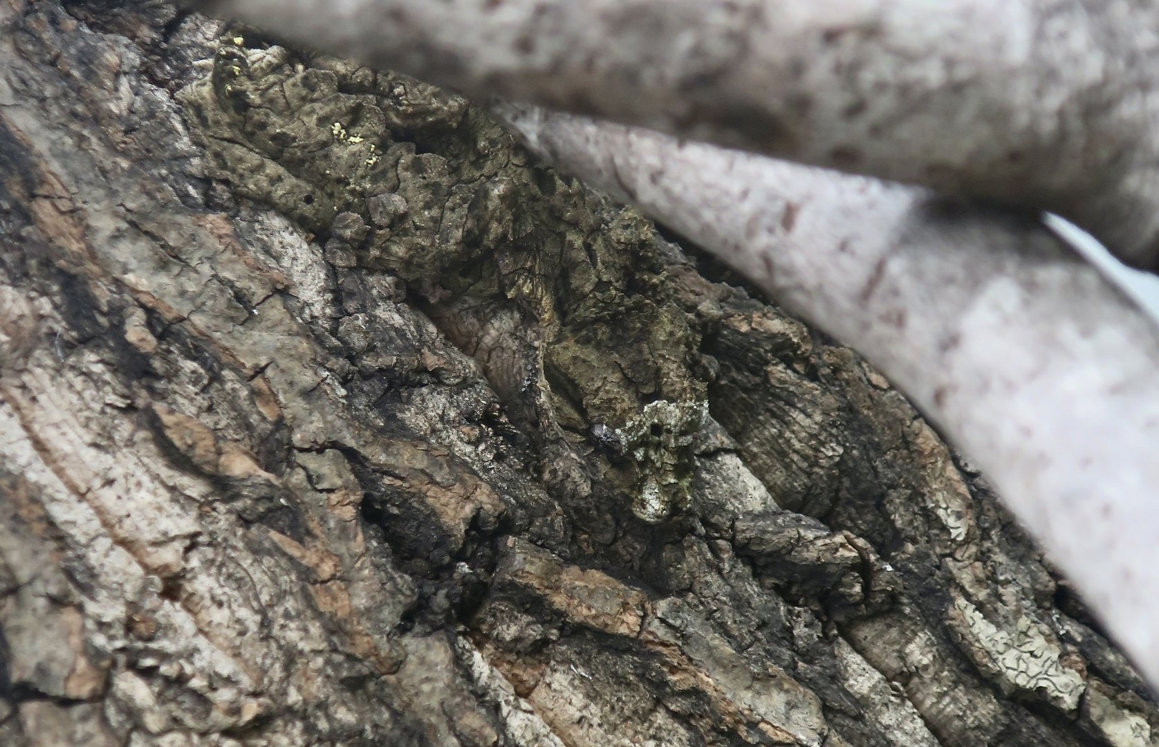 The Gecko Gallery - Cork Bark Leaf-Tailed Gecko (Uroplatus pietschmanni)