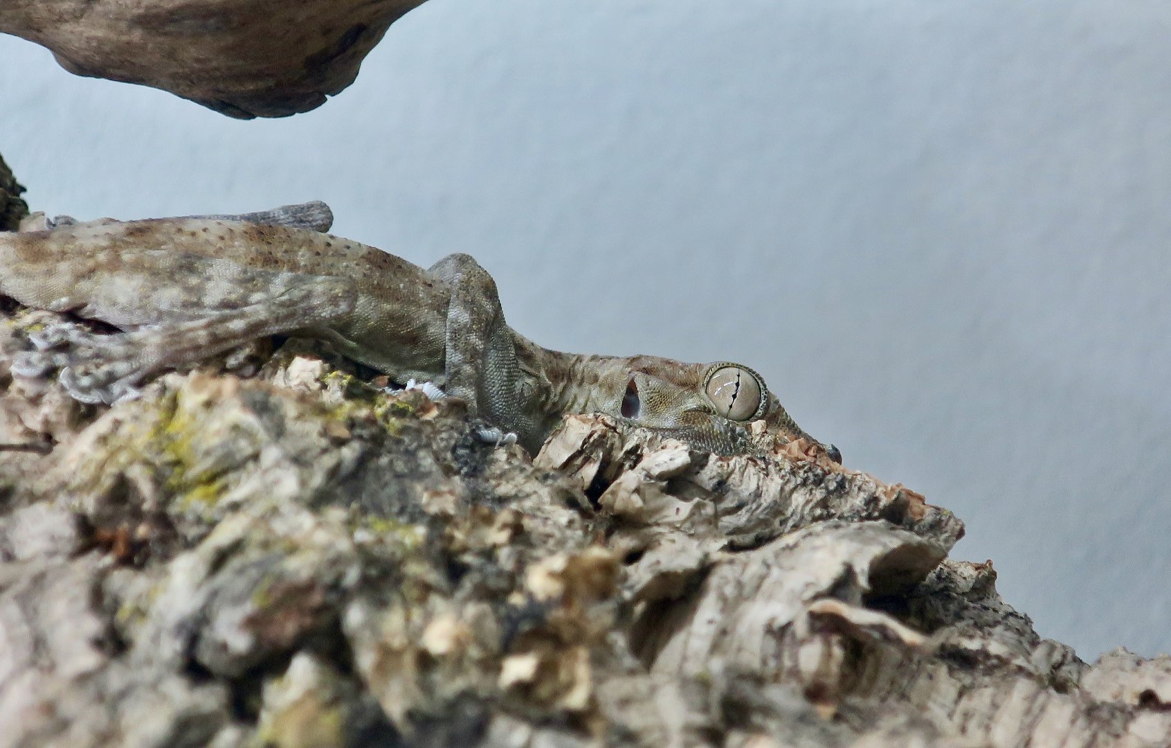 The Gecko Gallery - Dhofar Fan-Toed Gecko (Ptyodactylus dhofarensis)