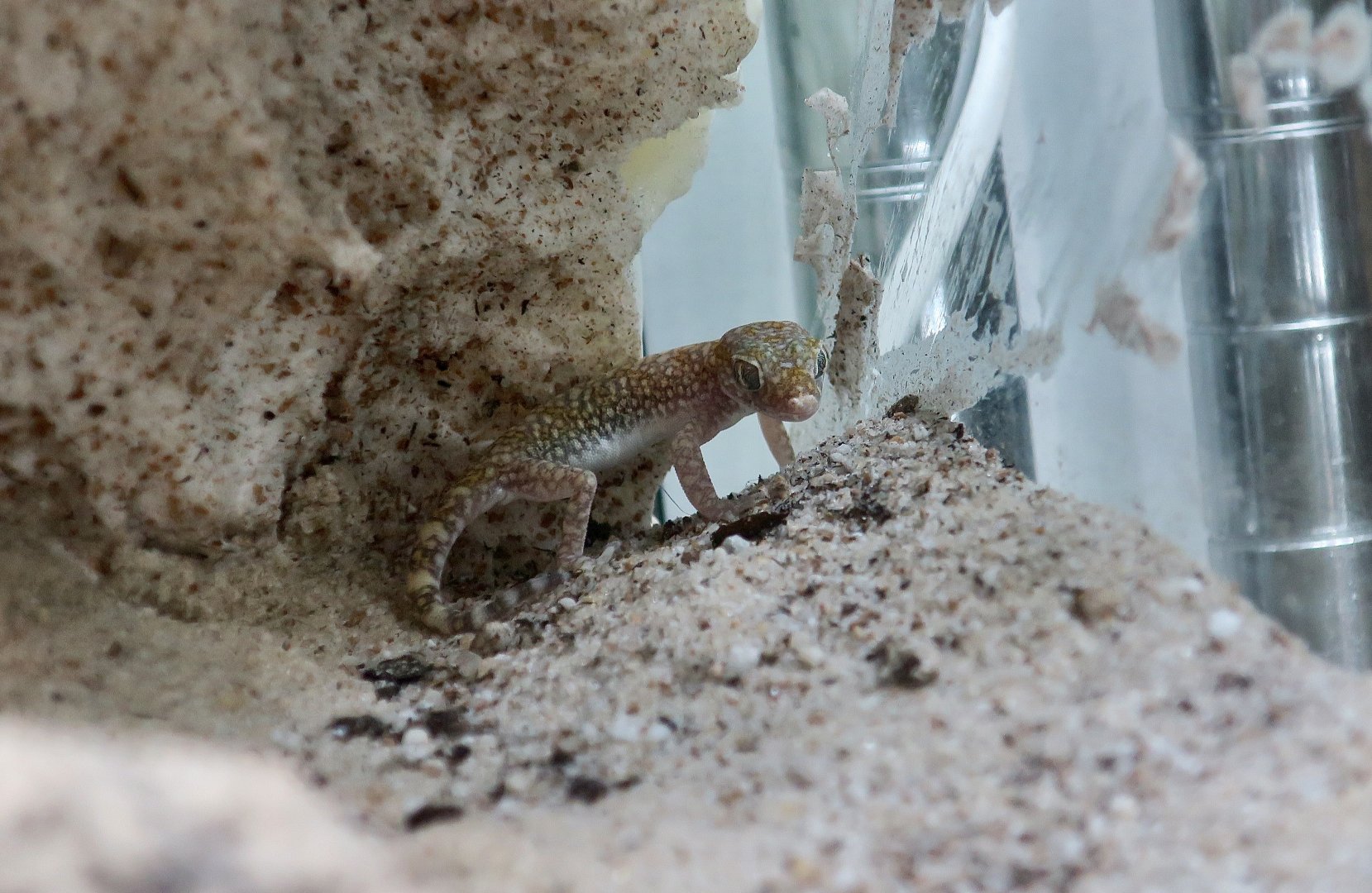 The Gecko Gallery - Doria's Comb-Fingered Gecko (Stenodactylus doriae)