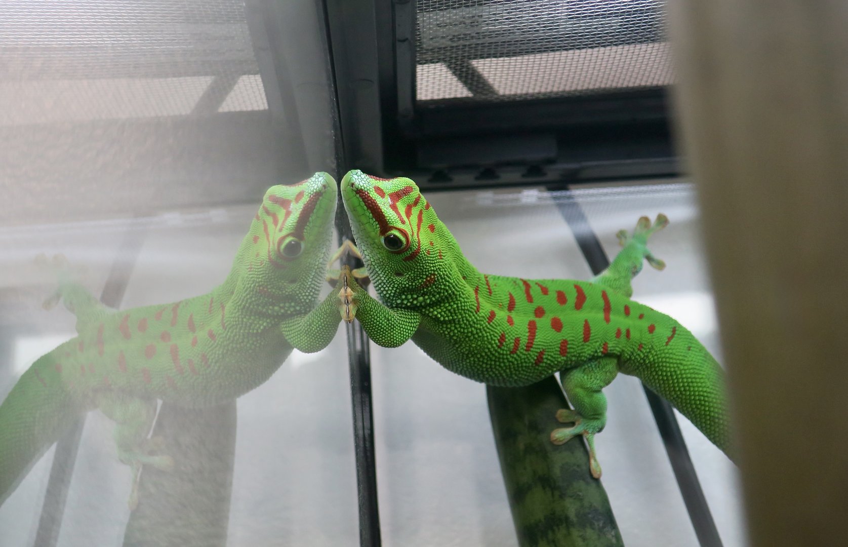 The Gecko Gallery - Giant Day Gecko (Phelsuma grandis)