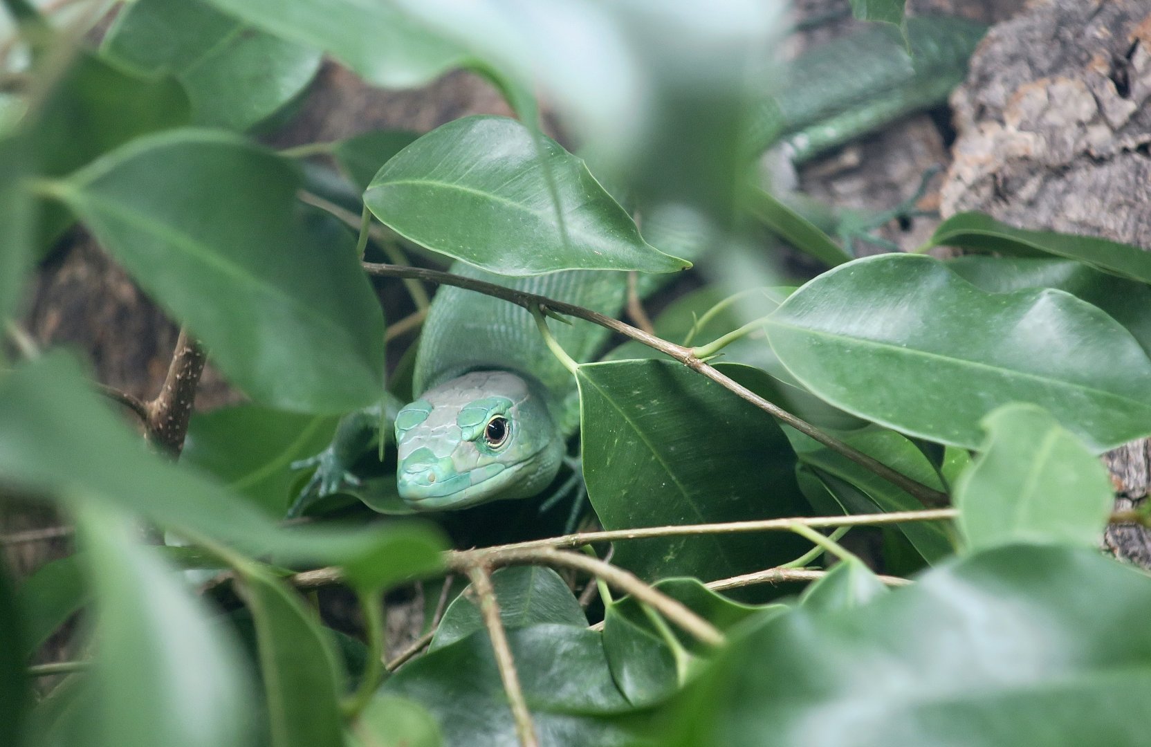 The Gecko Gallery - Green Keel-Bellied Lizard (Gastropholis prasina)