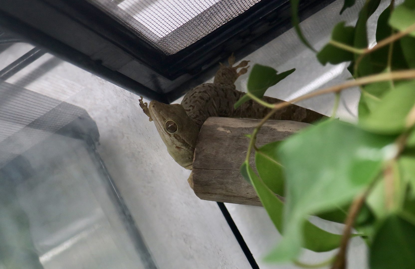 The Gecko Gallery - Hispaniolan Giant Gecko (Aristelliger lar)