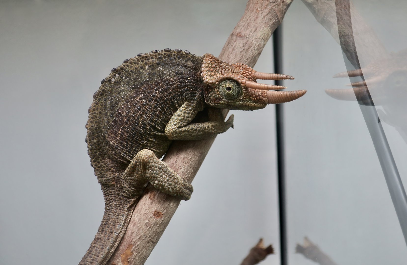 The Gecko Gallery - Jackson's Chameleon (Trioceros jacksonii jacksonii)
