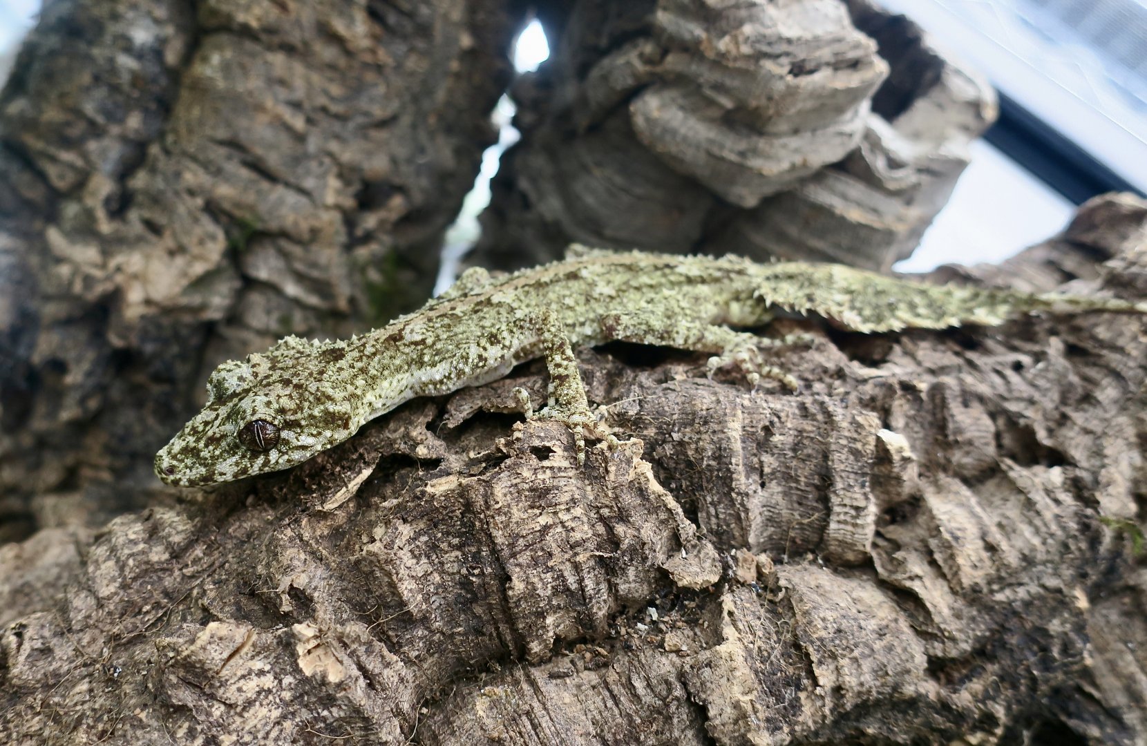 The Gecko Gallery - Kate's Leaf-Tailed Gecko (Saltuarius kateae)