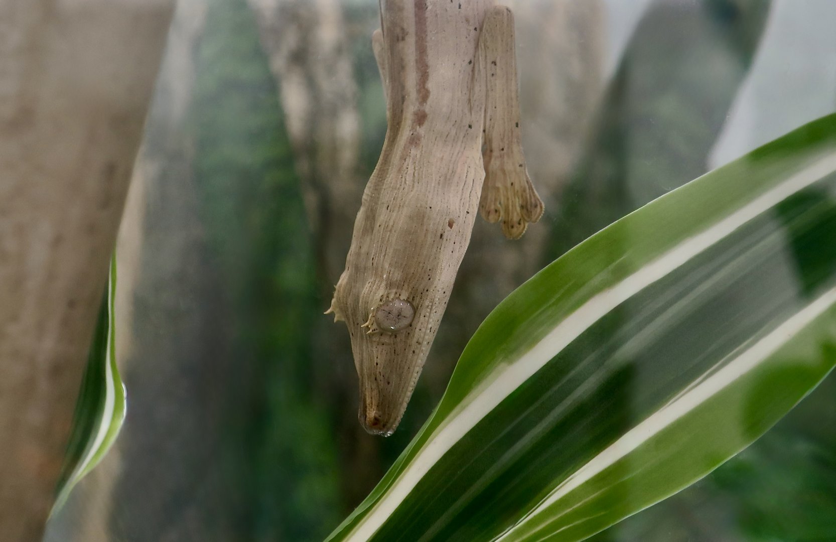 The Gecko Gallery - Lined Flat-Tail Gecko (Uroplatus lineatus)