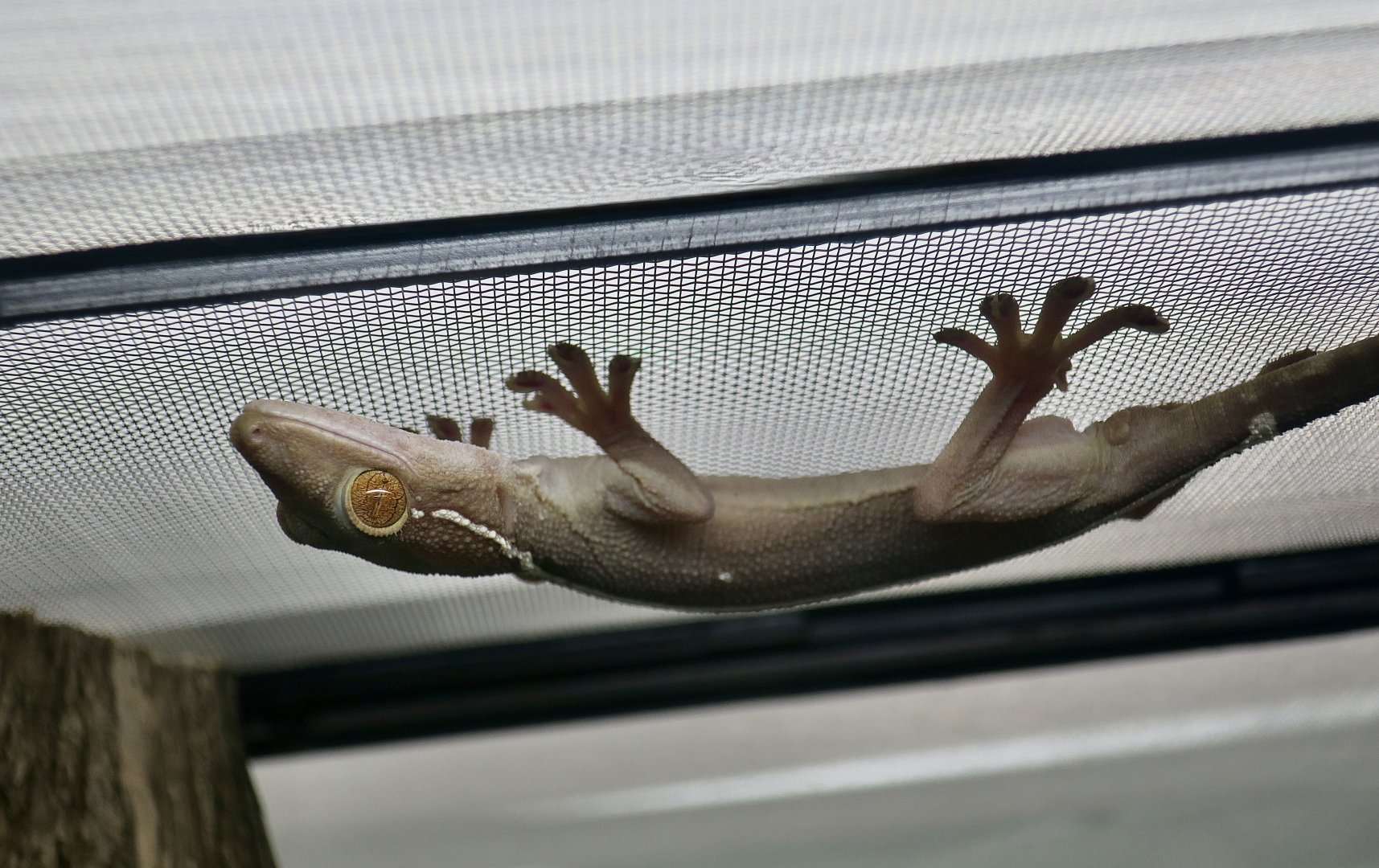 The Gecko Gallery - Lined Gecko (Gekko vittatus)