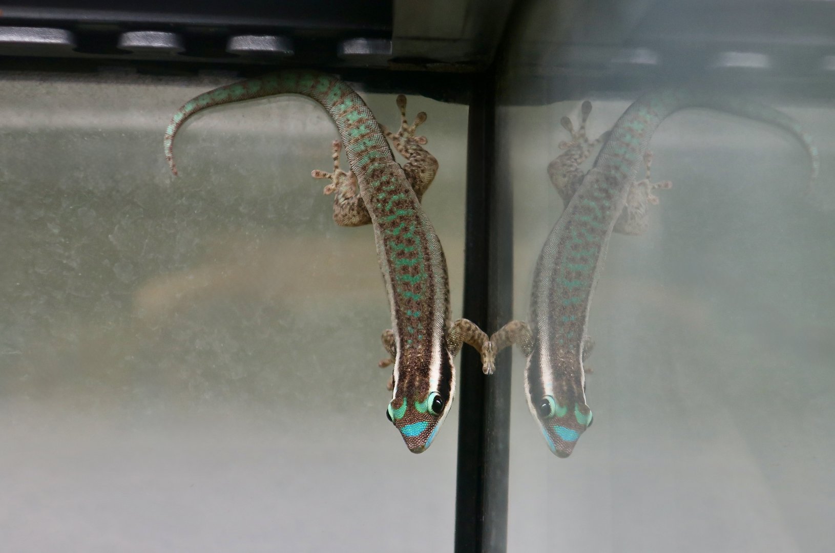 The Gecko Gallery - Mauritius Ornate Day Gecko (Phelsuma ornata) female