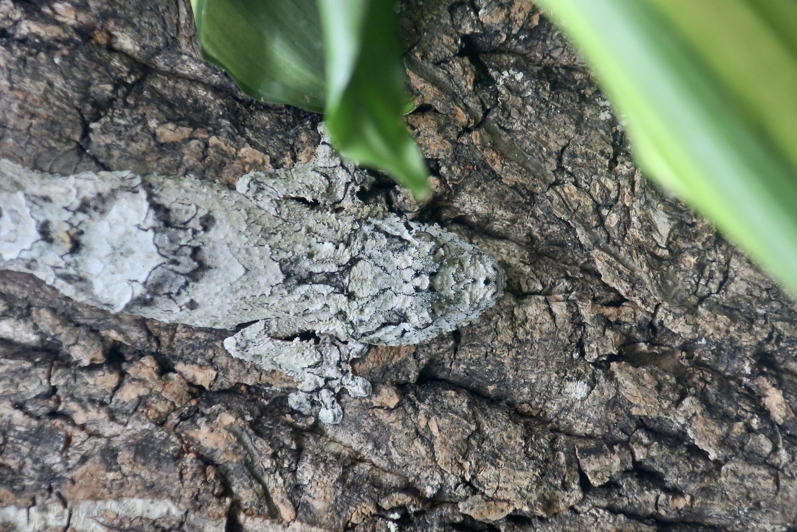 The Gecko Gallery - Mossy Leaf-Tailed Gecko (Uroplatus sikorae)