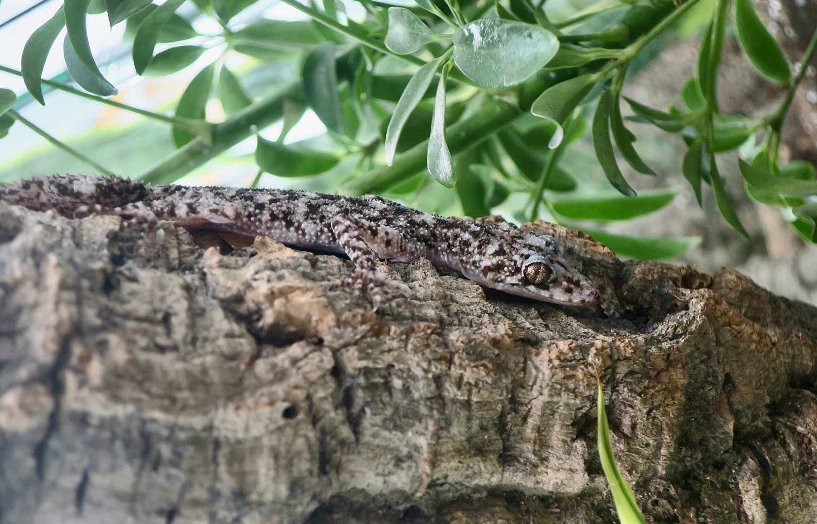 The Gecko Gallery - Mount Elliot Leaf-Tailed Gecko (Phyllurus amnicola)