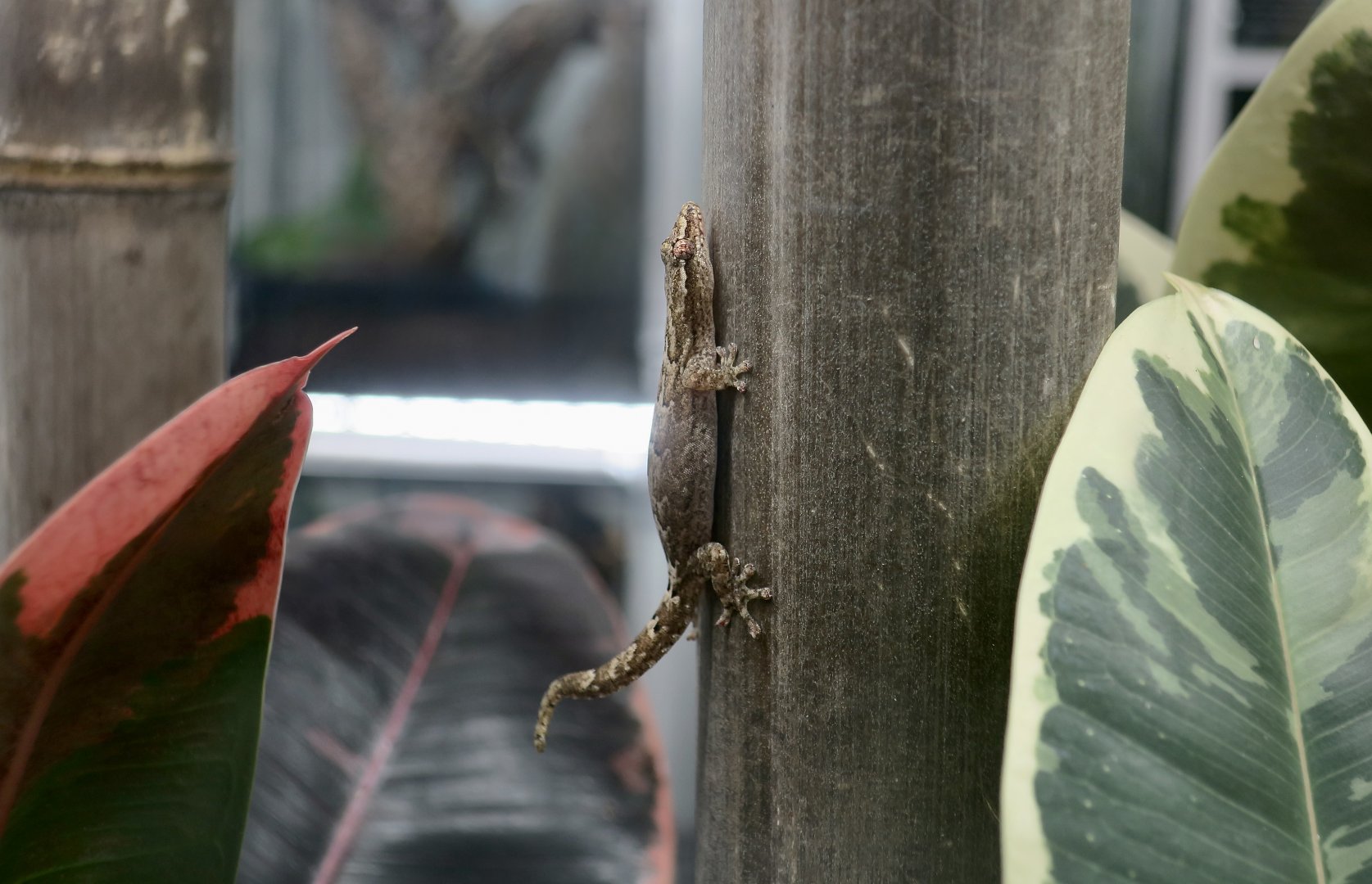 The Gecko Gallery - Mourning Gecko (Lepidodactylus lugubris)