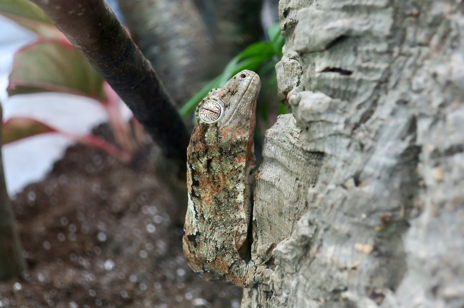 The Gecko Gallery - Néhoué River Mossy Gecko (Mniarogekko jalu)