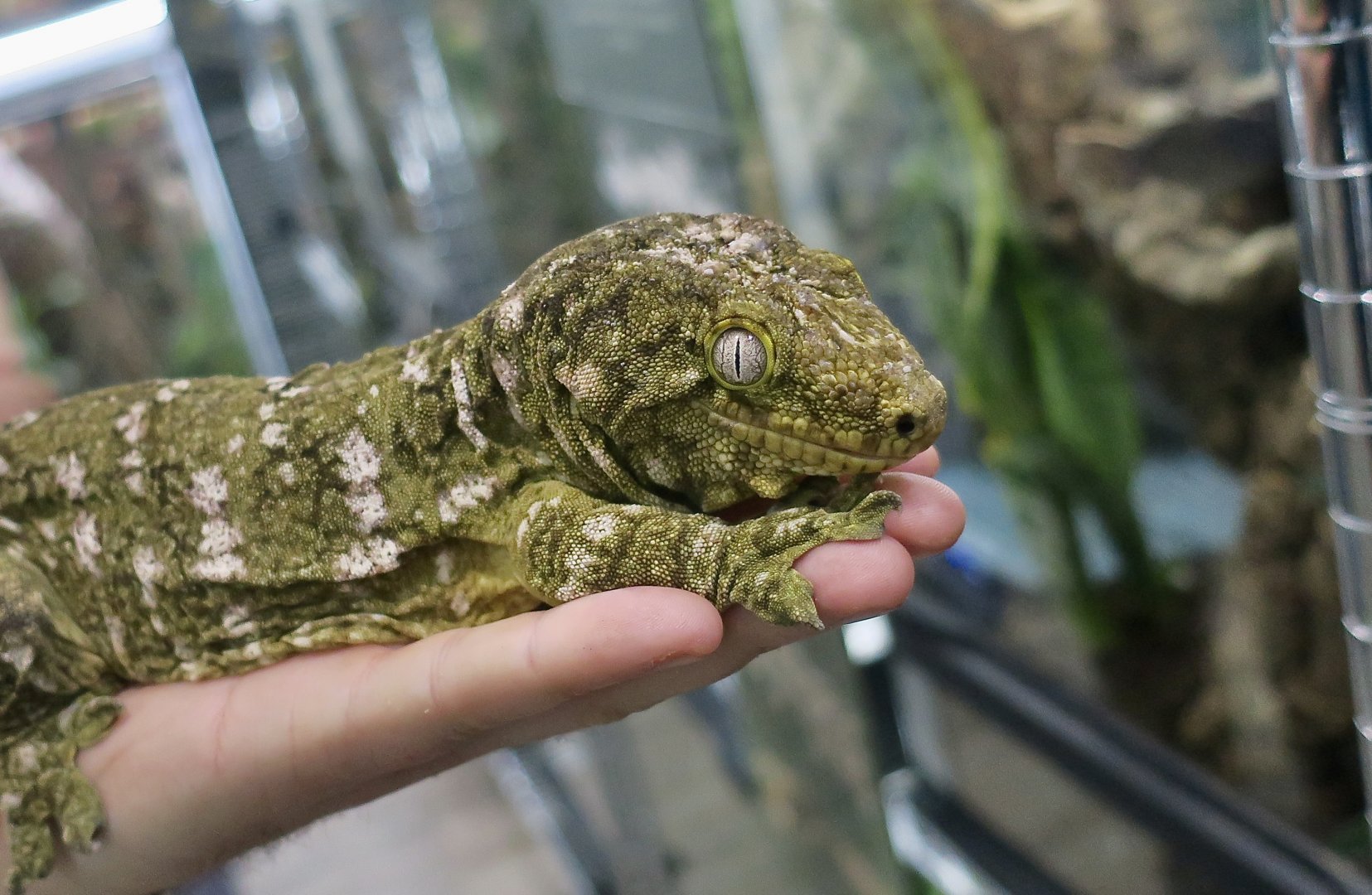 The Gecko Gallery - New Caledonian Giant Gecko (Rhacodactylus leachianus)