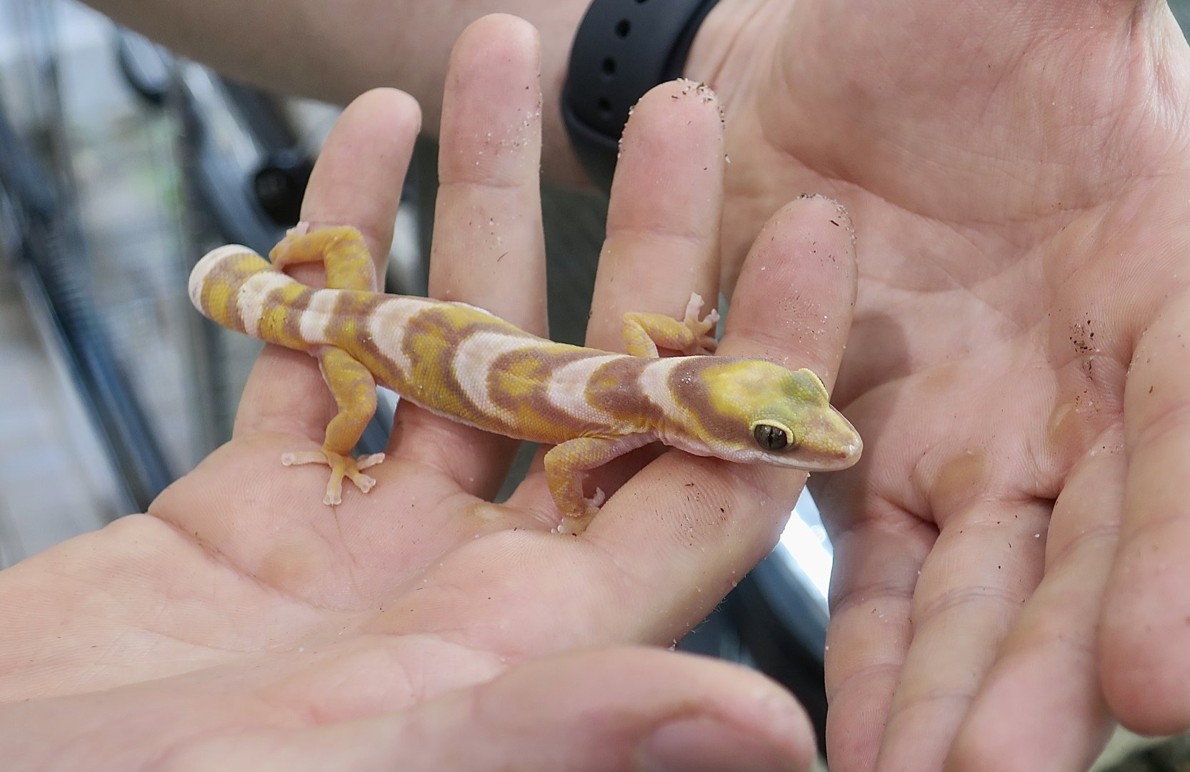 The Gecko Gallery - Northern Velvet Gecko (Oedura castelnaui)