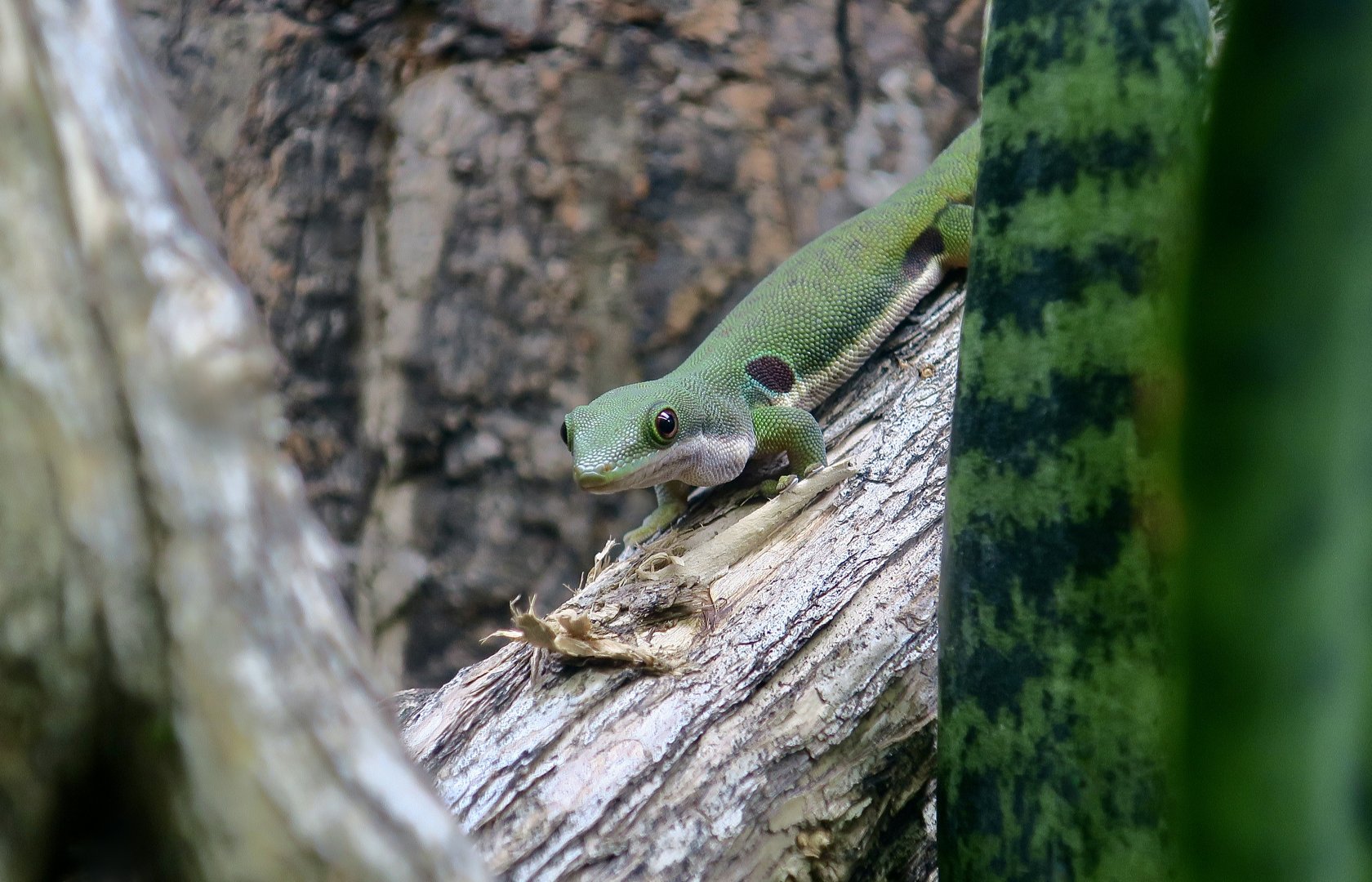 The Gecko Gallery - Peacock Day Gecko (Phelsuma quadriocellata quadriocellata)