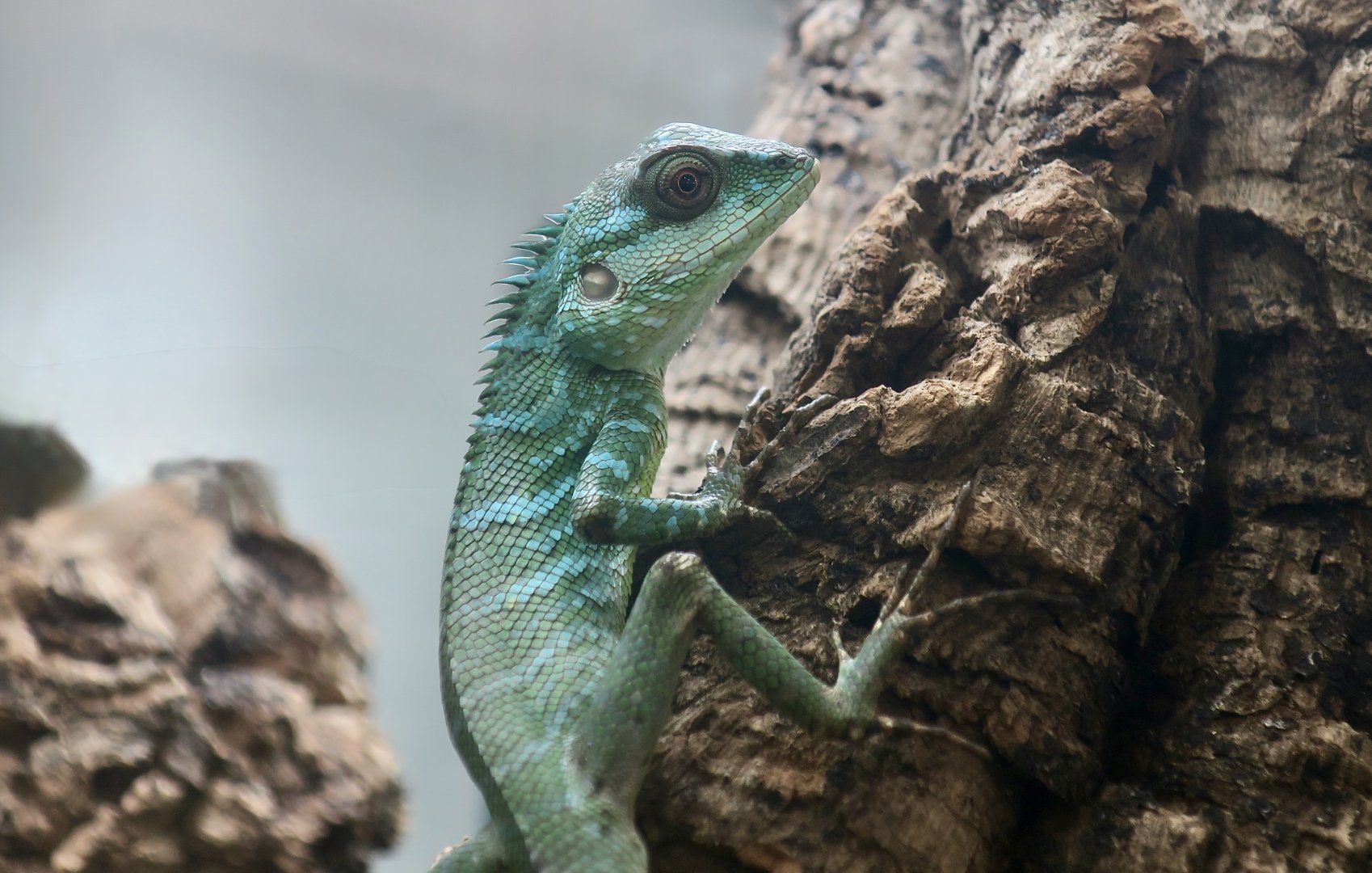 The Gecko Gallery - Pethiyagoda's Crestless Lizard (Calotes pethiyagodai) male