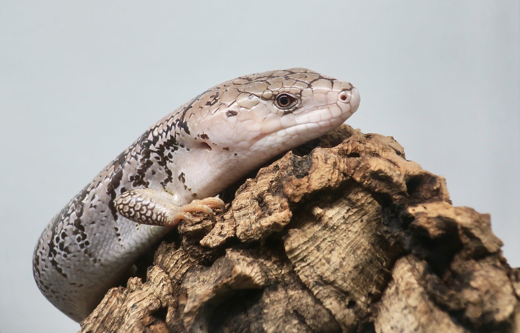The Gecko Gallery - Pink-Tongued Skink (Cyclodomorphus gerrardii)
