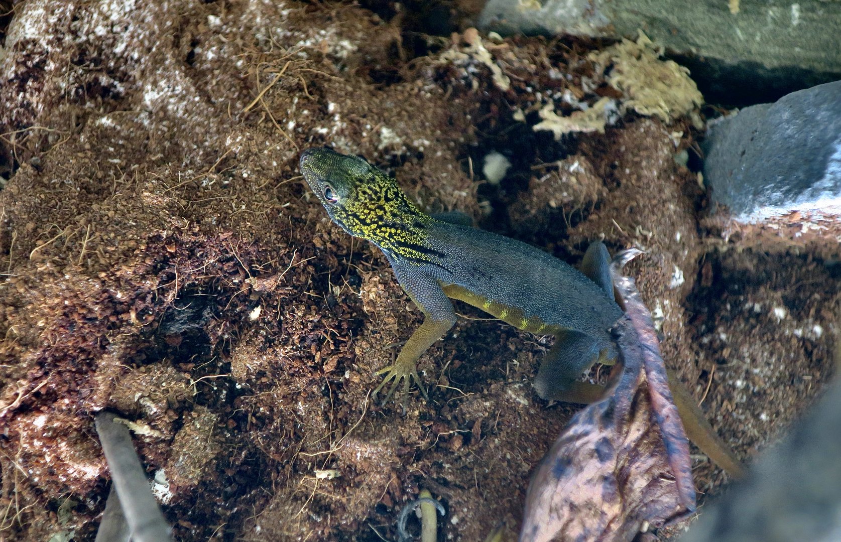 The Gecko Gallery - Psychedelic Rock Gecko (Cnemaspis psychedelica)