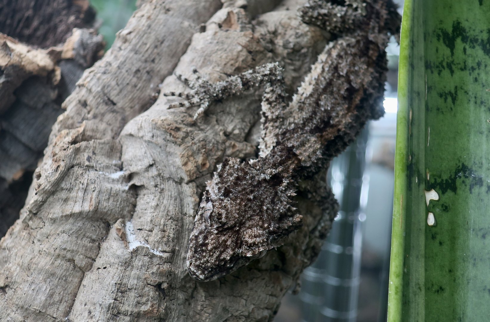 The Gecko Gallery - Rough-Throated Leaf-Tailed Gecko (Saltuarius salebrosus)
