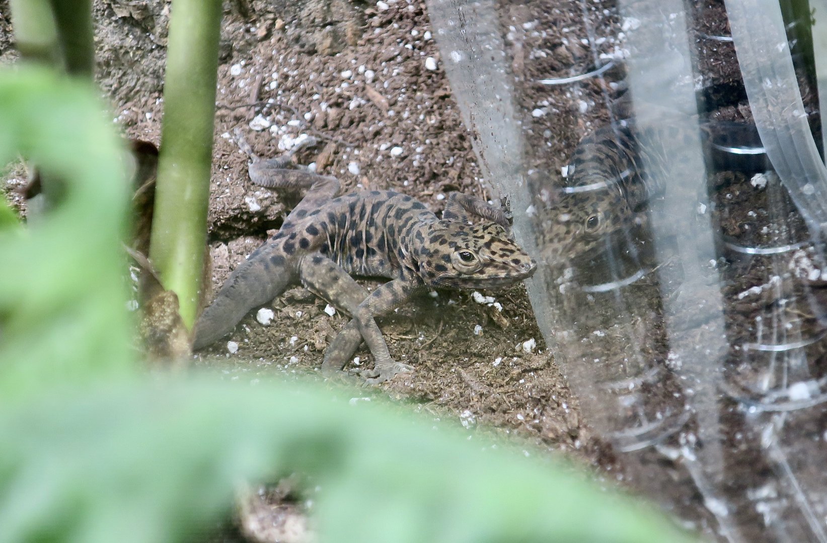 The Gecko Gallery - Saban Anole (Anolis sabanus)