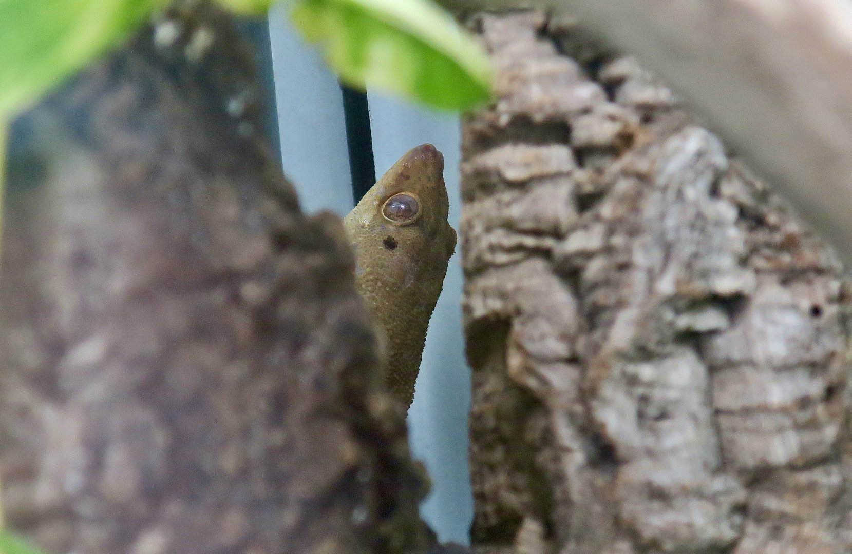 The Gecko Gallery - Seychelles Bronze Gecko (Ailuronyx seychellensis)