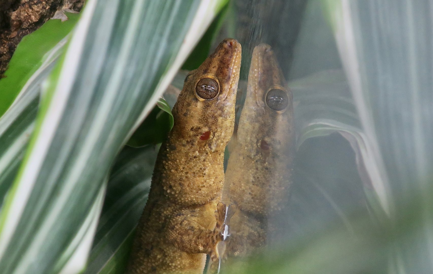 The Gecko Gallery - Seychelles Bronze Gecko (Ailuronyx seychellensis)